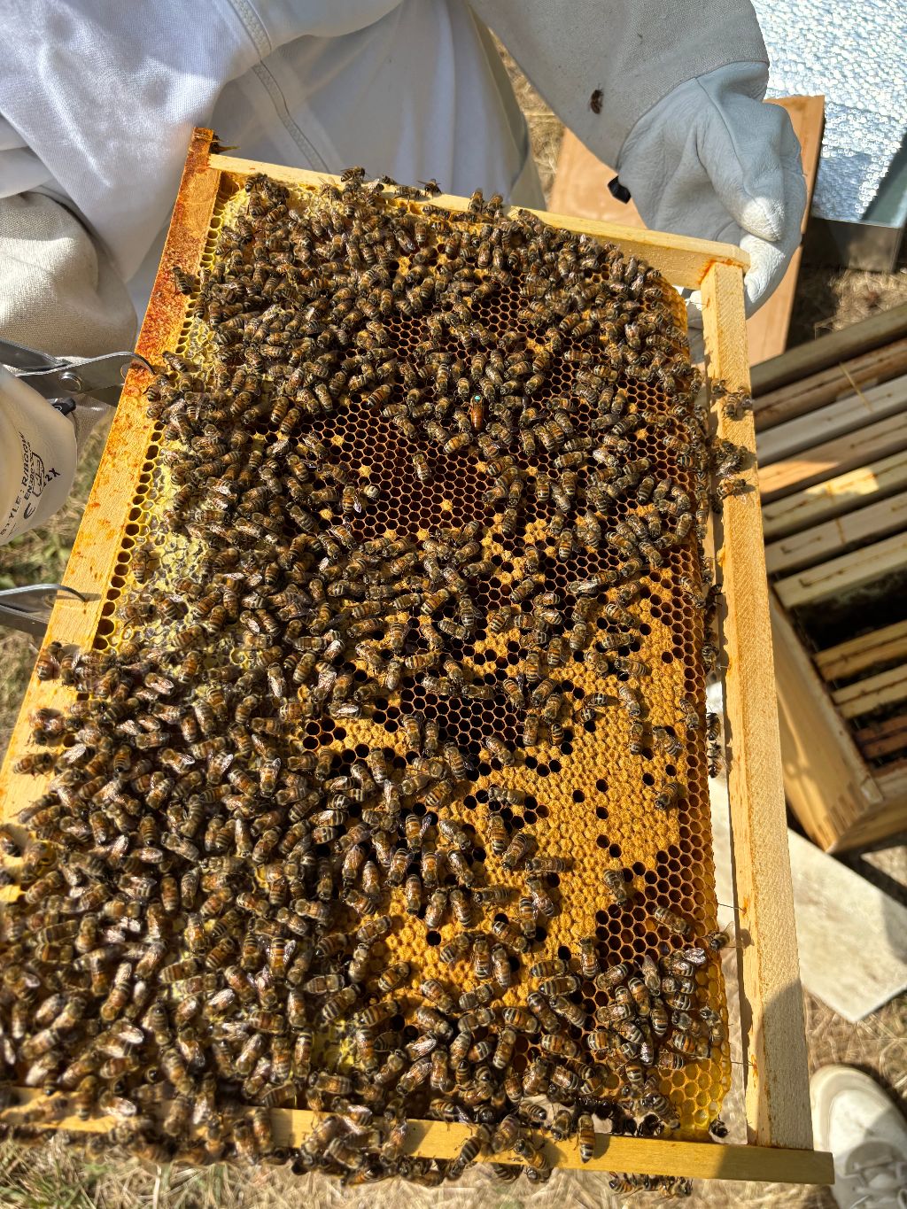 Apiculture